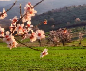 Свирачи отбелязва 90 години от преименуването си